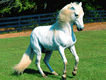 A Horse Puzzle